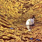 3761...."de l'or mon signor..."  (reflet Annecy)