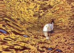 3761...."de l'or mon signor..."  (reflet Annecy)