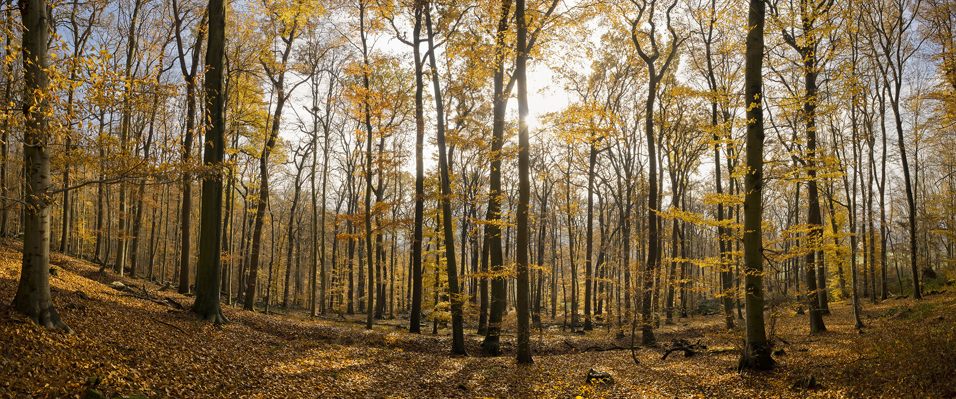 3772SC-74SC Herbst  Panorama in Wald