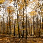 3772SC-74SC Herbst  Panorama in Wald