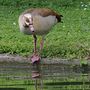 Nilgans... di rufus53