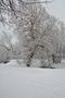 The snowy tree on park by Raimo Ketolainen