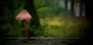 The Fungi World (345) : Burgundydrop Bonnet by Mark Billiau.