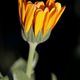 Ringelblume (Calendula)