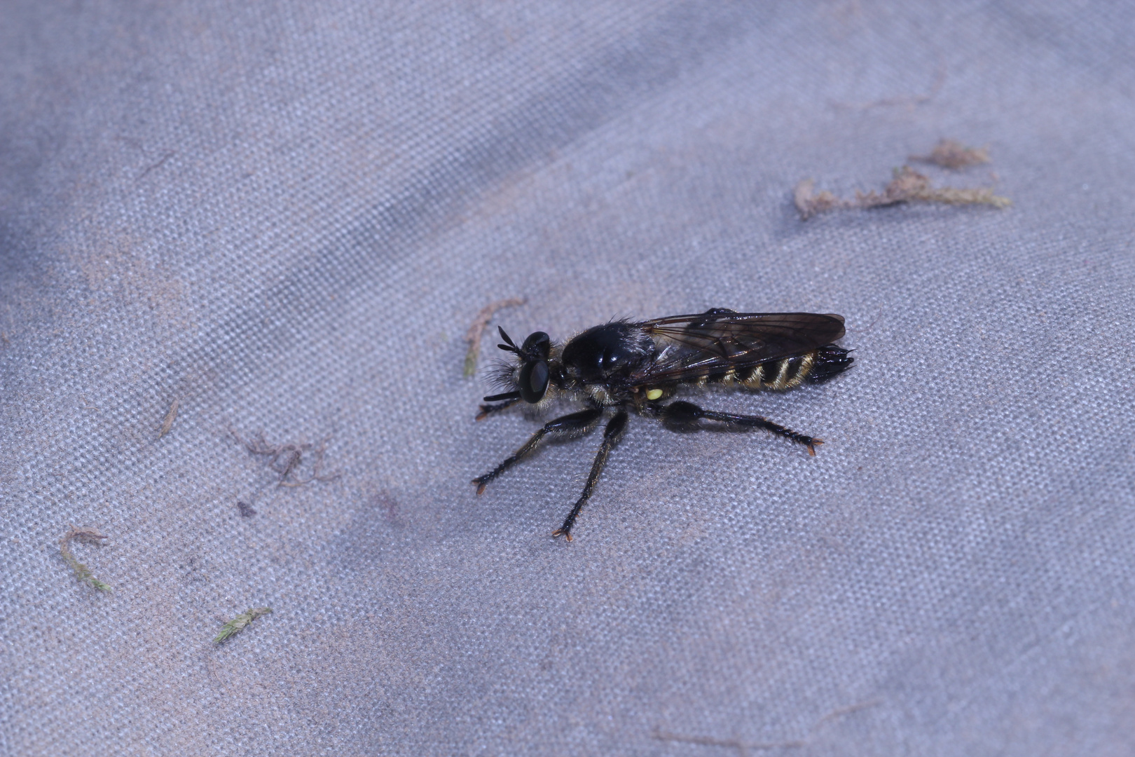 (38) "Beifang" aus der Wildbienenkolonie in Neukappl/Opf., Sommer 2019