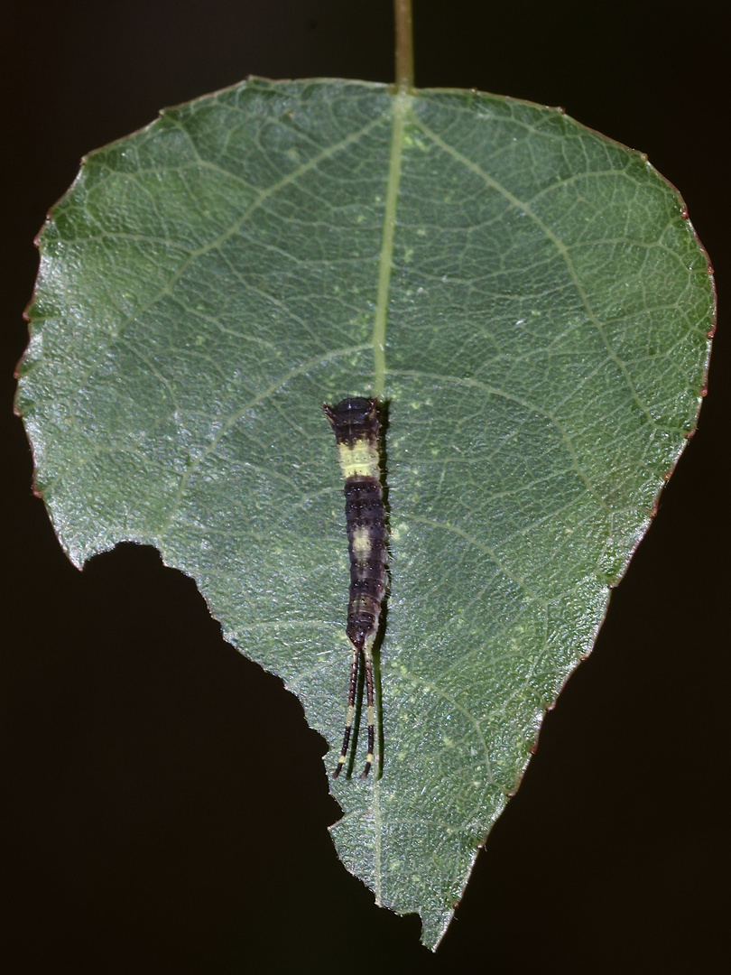 (3/8) Die Raupe des Espen-Gabelschwanzes (Furcula bifida)