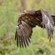 Seeadler