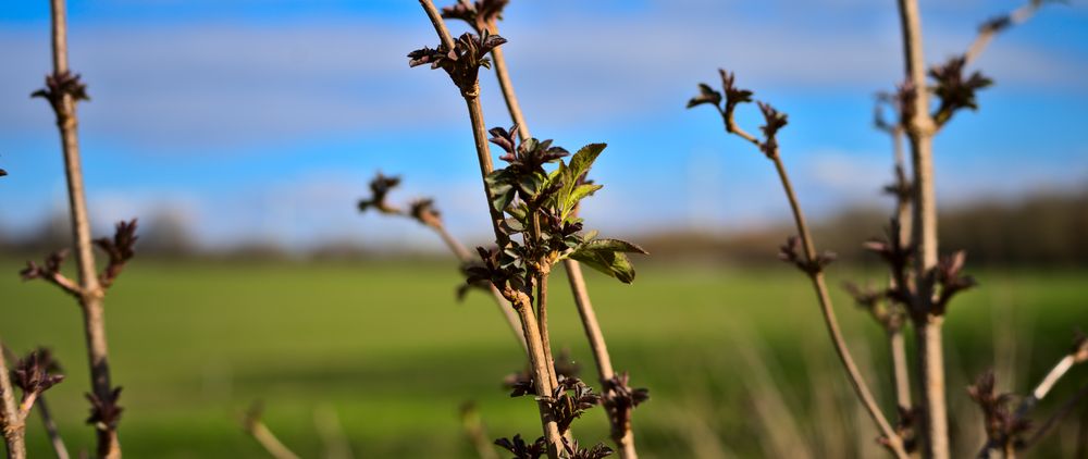 Frühling von ruud s