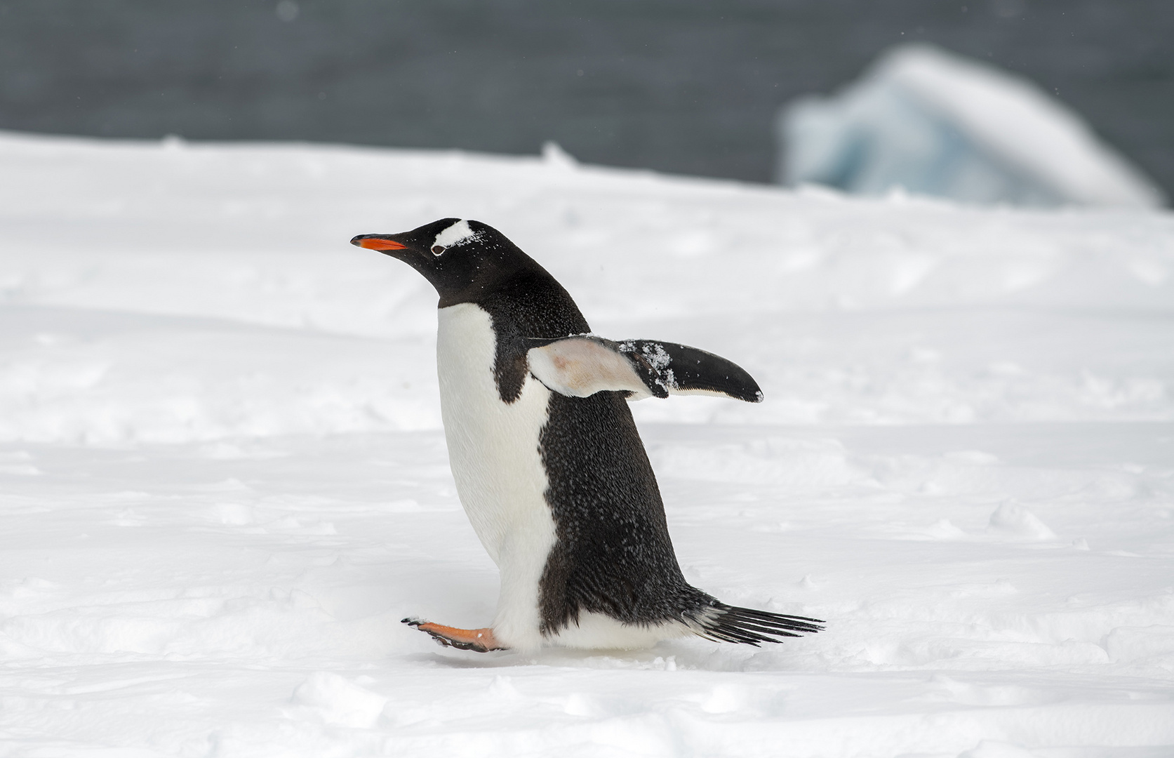 3839T Antarktis  laufender Eselspinguin