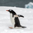 3839T Antarktis  laufender Eselspinguin