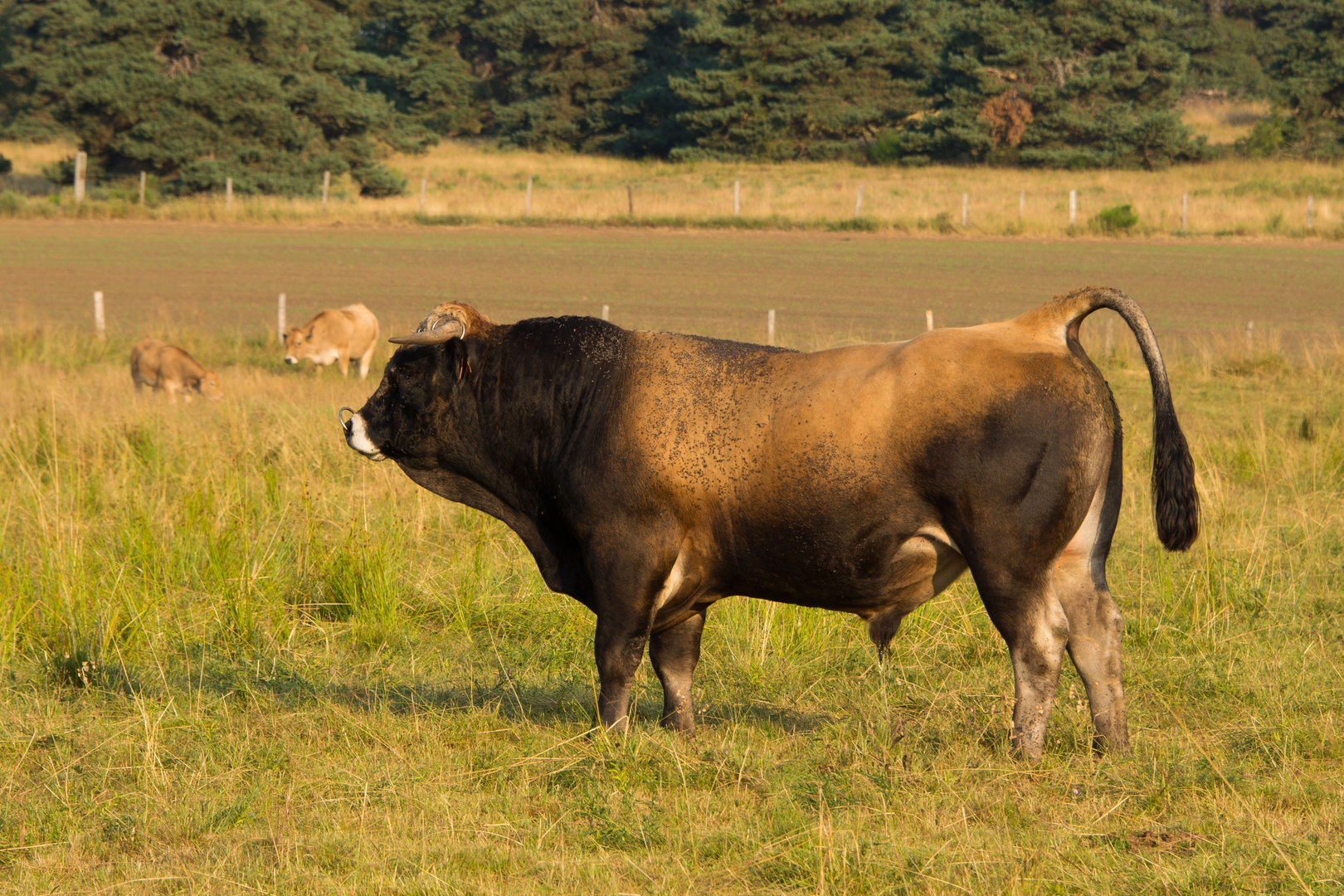 38429070 - Lozère 2018