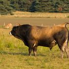 38429070 - Lozère 2018