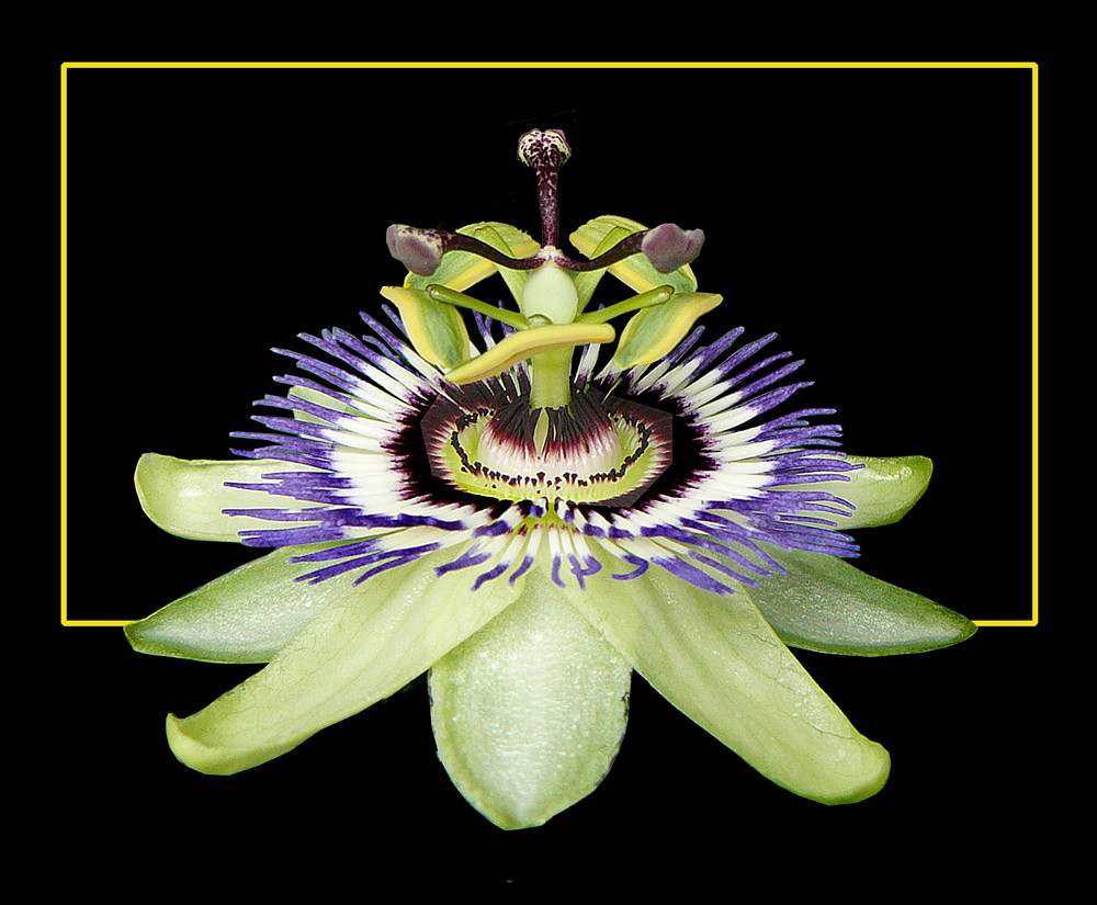 385 PASSIFLORA