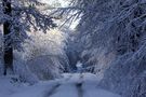 " L' hiver en forêt " de Jean COLLETTE