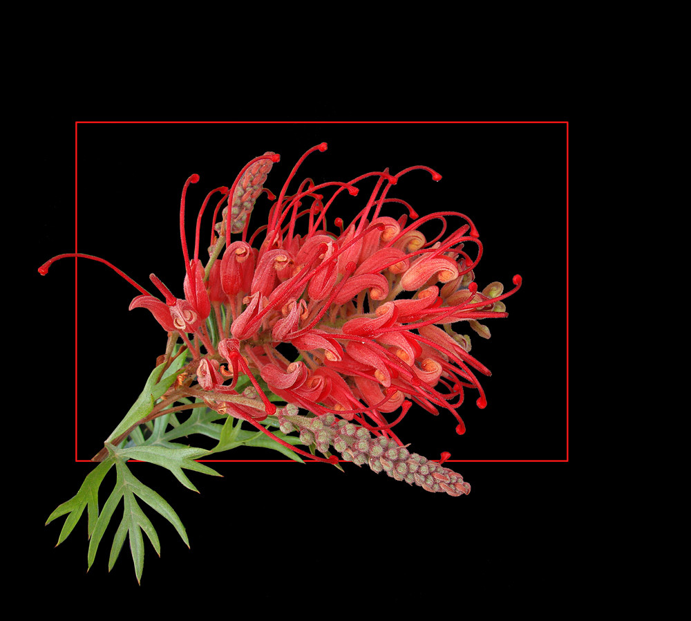 388 GREVILLEA