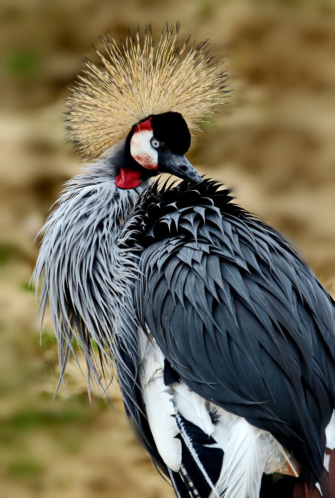 3888.... au parc zoologique de Paris