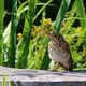 Gste im Garten: Singdrossel (2)