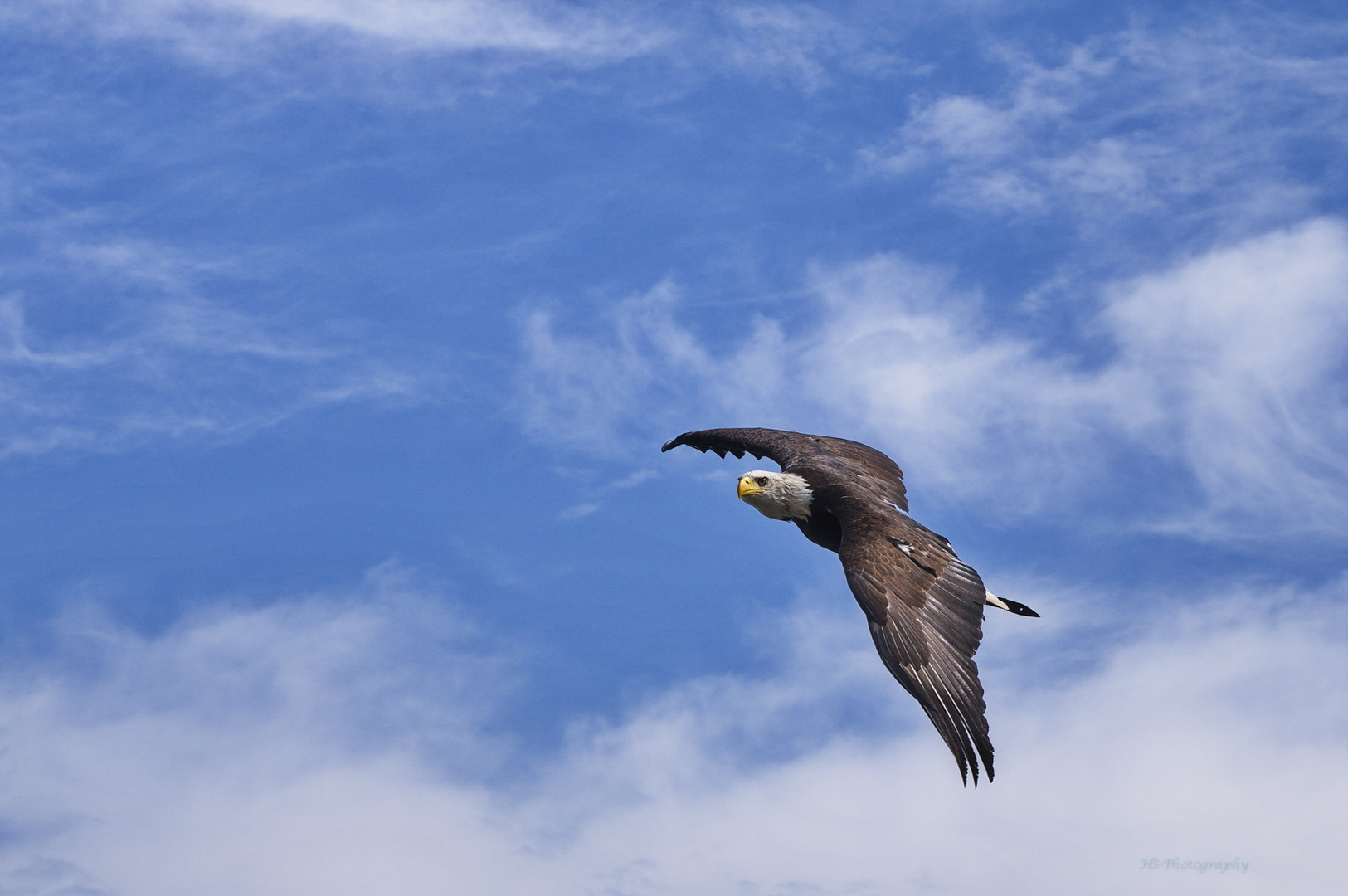 3899_Seeadler