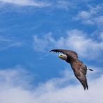 3899_Seeadler