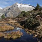 _38A5387  Spiegelung im Tümpel mit Berg