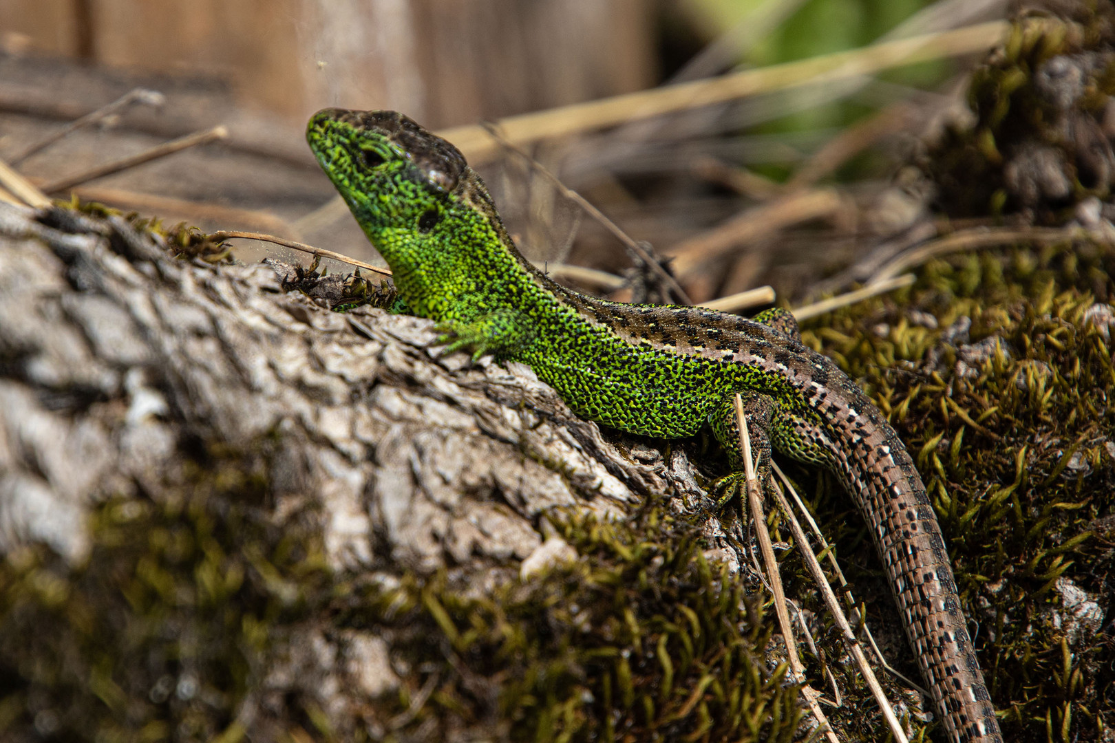 _38A6180 Zauneidechsenmännchen