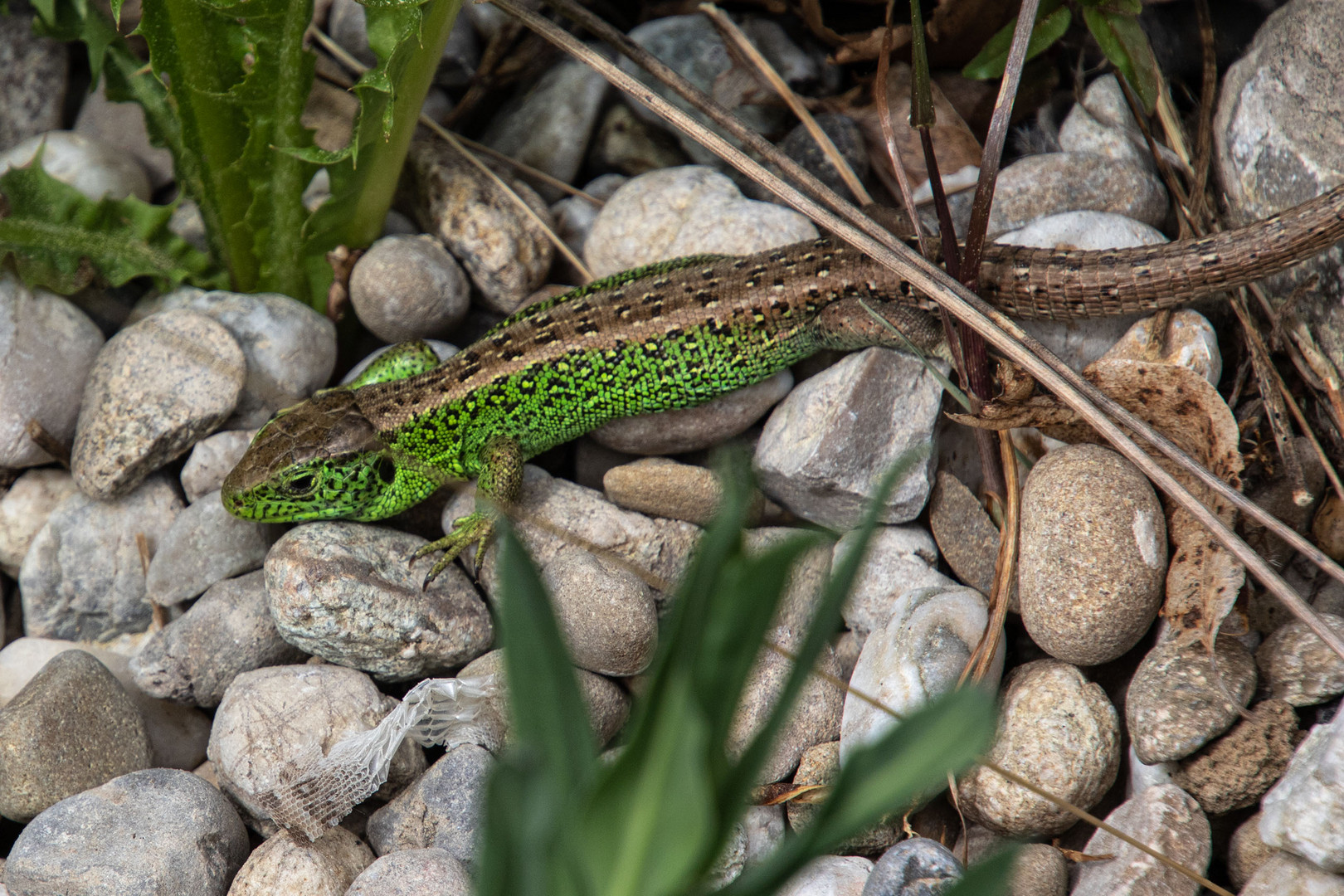 _38A6191 Zauneidechsenmännchen