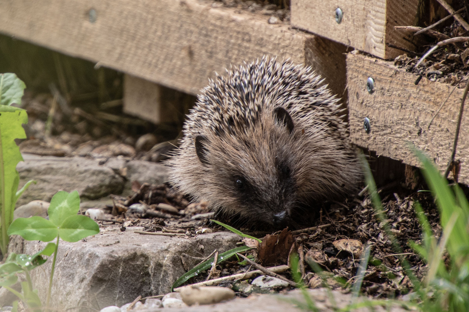 _38A7490  Kleiner Igel im Garten