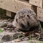 _38A7490  Kleiner Igel im Garten