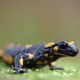 02_03_17_0013/ Feuersalamander