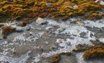 Tundra im Herbst von lubogenrieder