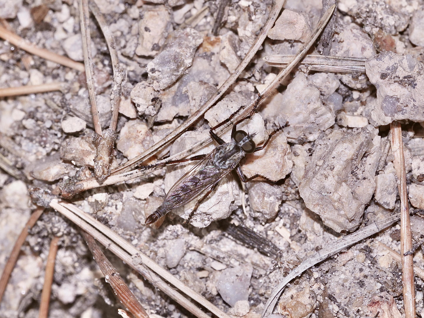 (39) "Beifang" aus der Wildbienenkolonie in Neukappl/Opf., Sommer 2019