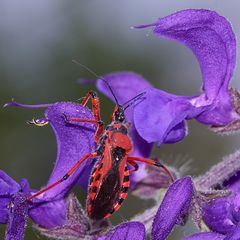 (3/9) Die Rote Mordwanze (Rhynocoris iracundus)