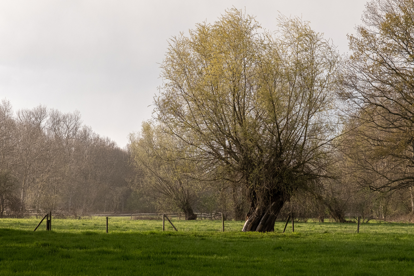 #39 Kopfweide im Aprilwetter