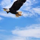 3903_Seeadler