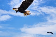 3903_Seeadler