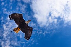 3906_Seeadler