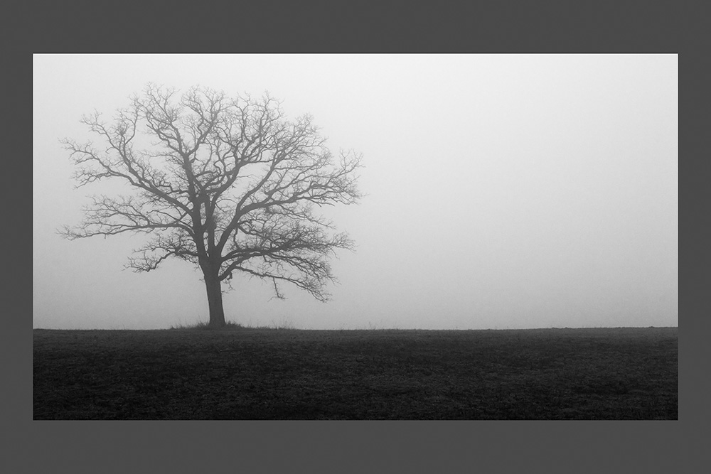 3934 Tree in fog