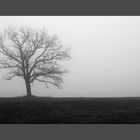 3934 Tree in fog