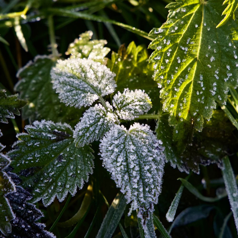 etwas Winter von Adam Lenz