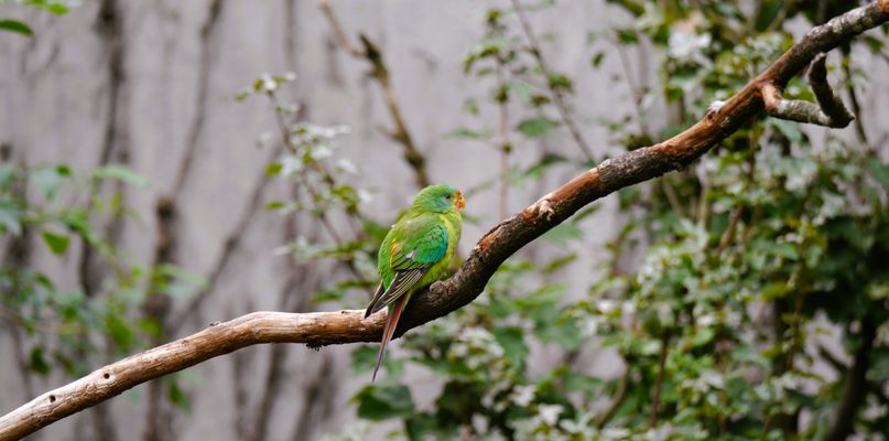 39/52  Vielfarbensittich