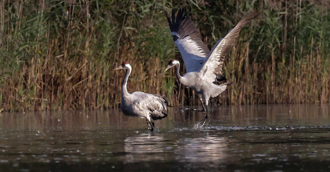 398A2934  Kranich im Teich