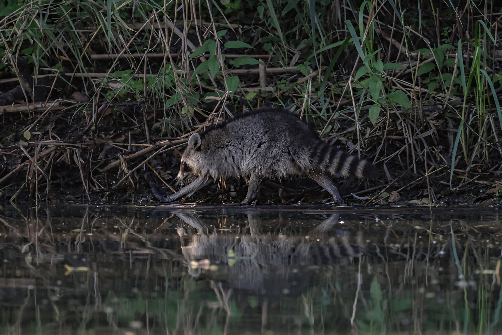 398A5594 Waschbär