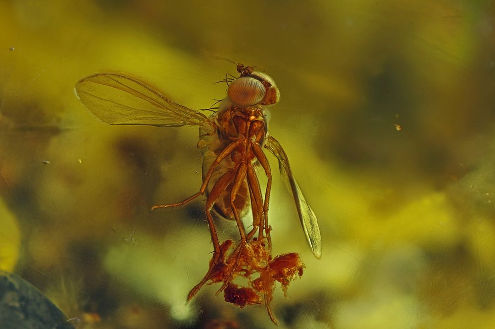 " klasse gehalten " Bernstein Inkluse - Langbeinfliege Dolichopodidae von Karlheinz Grosch