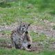 Luchs im Nationalpark