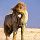 Etosha Nationalpark Namibia