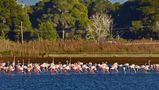 Flamingos am Straßenrand von Gerhard M. Eder