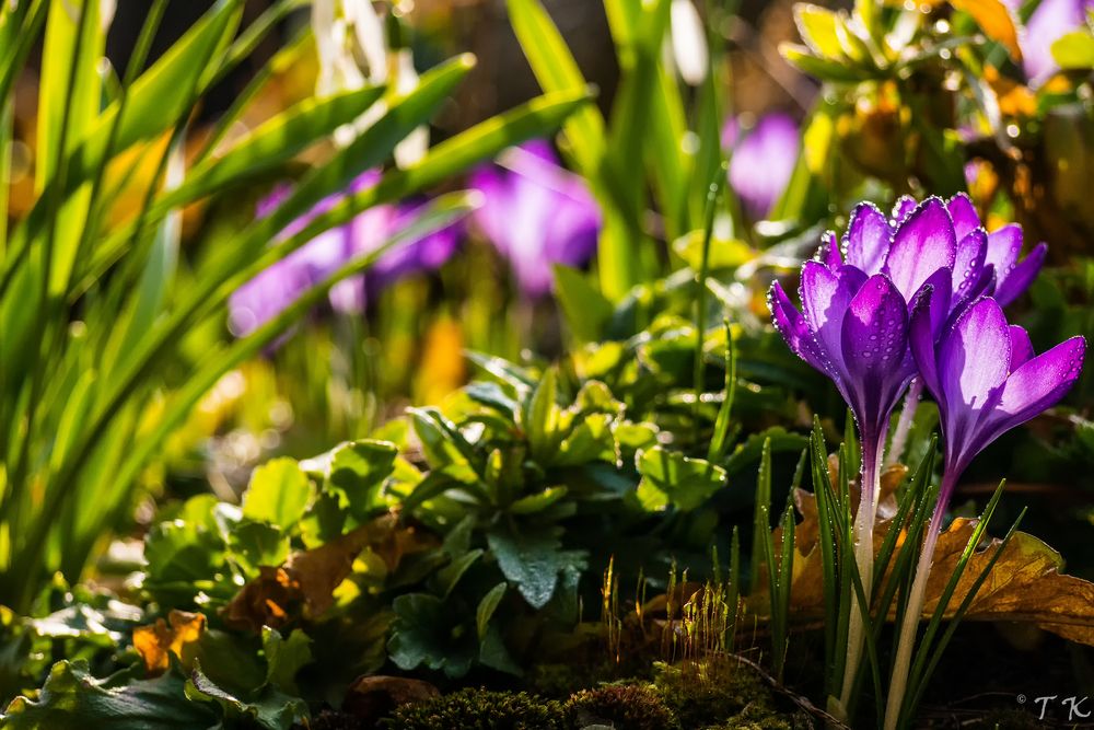 Spring Morning von Thomas Kierdorf 