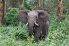 Elefant im Ngorongoro Krater. von Nils NR