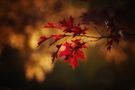 Herbst von Michael Arnkens