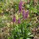 Hausknecht-Knabenkraut (Orchis x hausknechtii) u. Orchis pallens